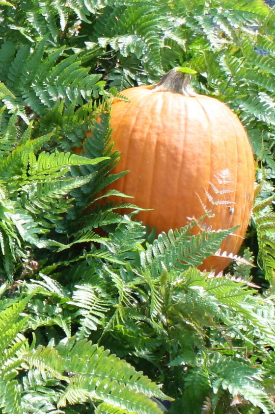 fall pumpkins and gourds, gardening, seasonal holiday decor, Pumpkins in Ferns