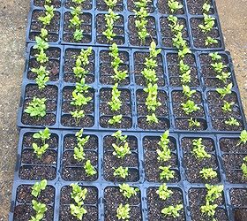 start seeds like a pro, container gardening, gardening, homesteading, The larger container used the longer they can stay in it I keep mine in small containers and transplant them as soon as the rootball will hold together A long time in containers means a lot of time to make mistakes
