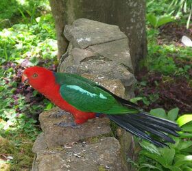 leura garden festival kicks off this weekend i can t wait, flowers, gardening, King parrot common in this area This is the colourful male