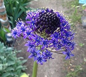 what is the name of this flower, flowers, gardening