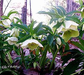 spring is on the way, gardening, Hellebores announce the spring
