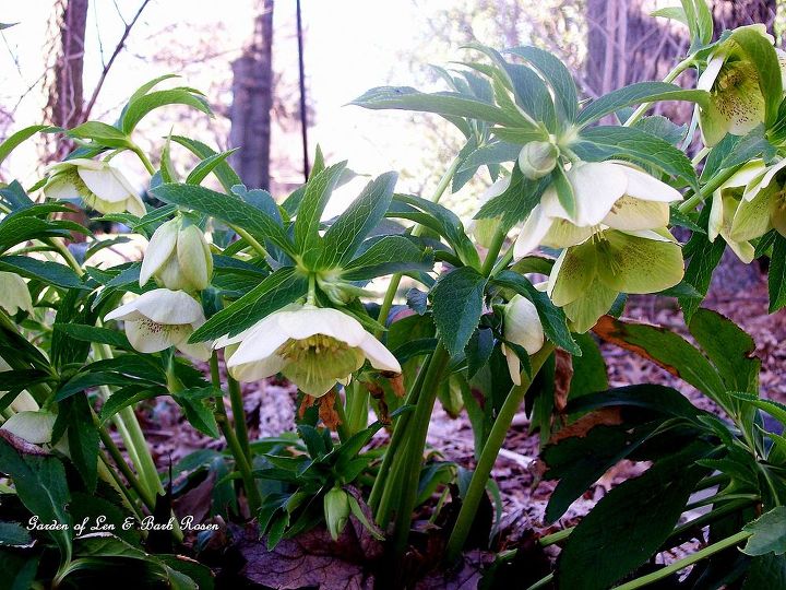 spring is on the way, gardening, Hellebores announce the spring