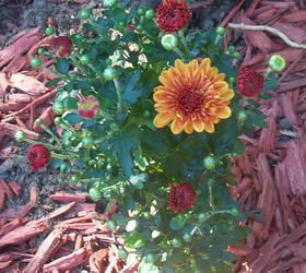 fall colors in the garden, flowers, gardening, orange and red mums starting to blossom