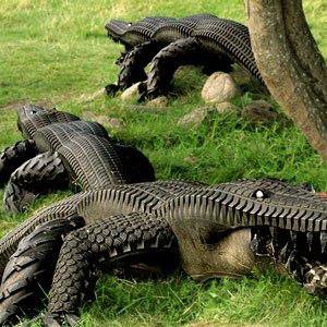 recycled tires, gardening, outdoor living, repurposing upcycling