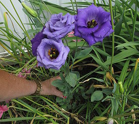what is this plant flower, flowers, gardening