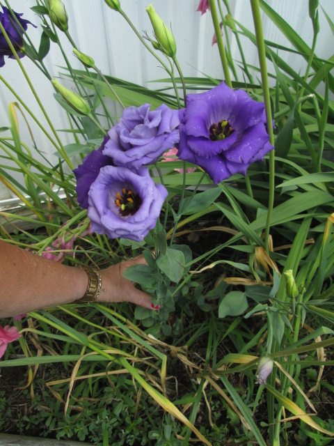 what is this plant flower, flowers, gardening