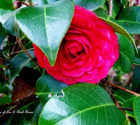 spring is on the way, gardening, Camellia Black Tie ready for the dance