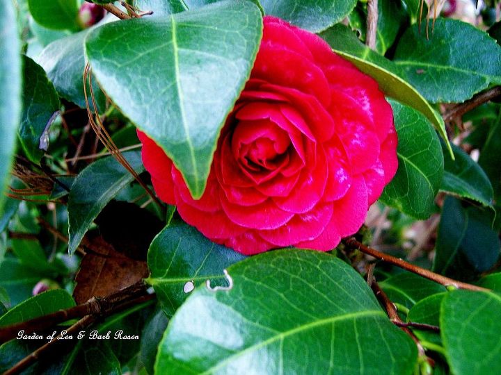 spring is on the way, gardening, Camellia Black Tie ready for the dance