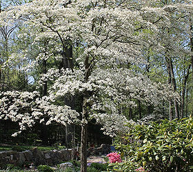 spring is blooming, flowers, gardening, perennials, White Dogwood