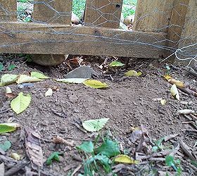 digging dog, fences, flowers, gardening