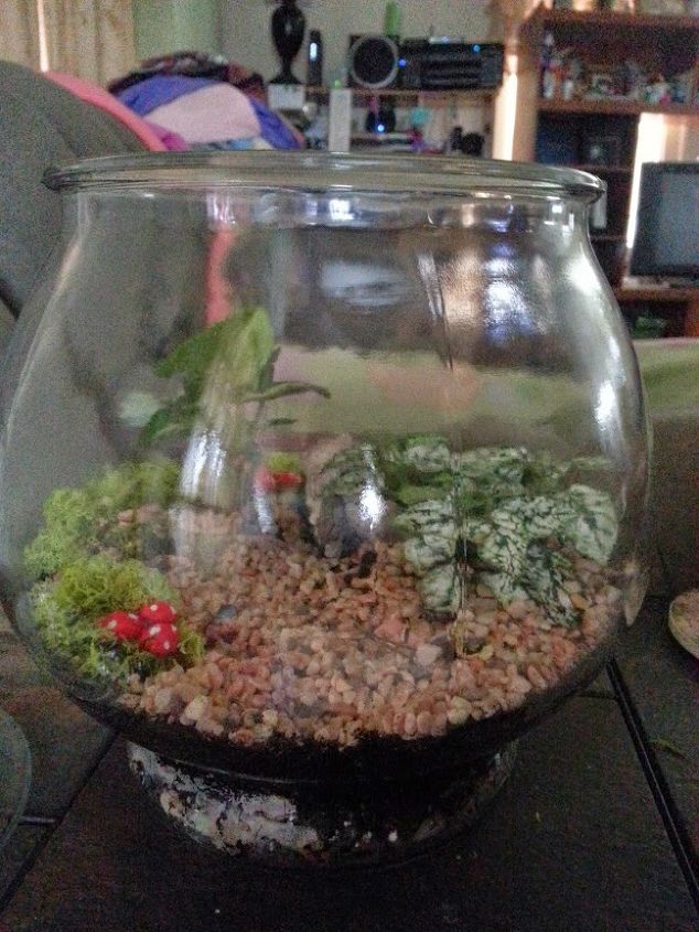 very humid terrarium mistake, gardening, terrarium