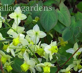 is your heart in the garden try these heart shaped plants, container gardening, flowers, gardening, hydrangea, A lovely perennial Epimedium with its little orchid like flowers in February