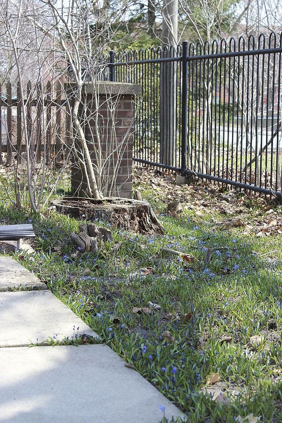 spring s first blooms, flowers, gardening, This neglected little side yard is filled with lovely blue scilla