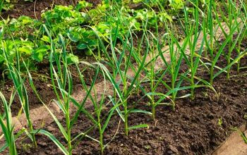Homesteading in the Winter: Onions and Garlic