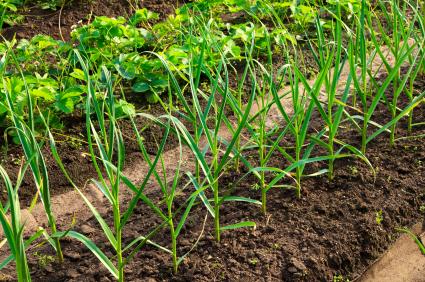 homesteading in the winter onions and garlic, gardening, homesteading