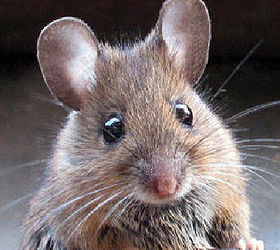 q what s the most effective way to get rid of mice in the house, pest control