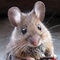 How to get rid of mice?