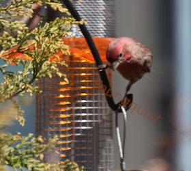 part 6 small peanut feeder back story of tllg s rain or shine feeder, outdoor living, pets animals, urban living, Quite the Gymnast House Finch on a Feeder Bracket Finch Info AND