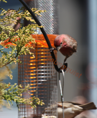 part 6 small peanut feeder back story of tllg s rain or shine feeder, outdoor living, pets animals, urban living, Quite the Gymnast House Finch on a Feeder Bracket Finch Info AND