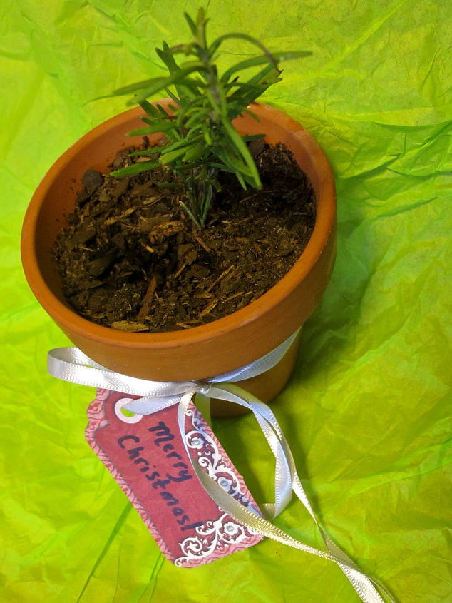homemade homestead christmas potted herbs as gifts, flowers, gardening, homesteading, perennials, Add a ribbon and tag or create a gift basket