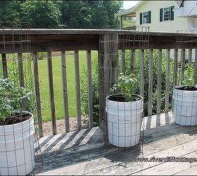 growing tomatoes in five gallon buckets, gardening, These plants are on my deck easy access to my water hose but don t over water Tomatoes are sweeter when they are in dryer soil