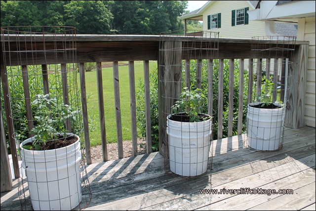 Growing Tomatoes In Five Gallon Buckets Hometalk