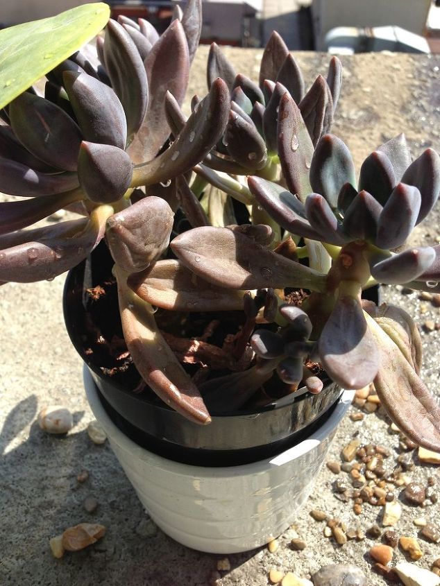 q does anyone know what this type of succulent is called, flowers, gardening, succulents