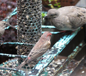 part 4 back story of tllg s rain or shine feeders, outdoor living, pets animals, Eventually the mourning doves and house finches broke bread together at the feeder s storm locale View One This picture was featured in a November 2012 post on Blogger