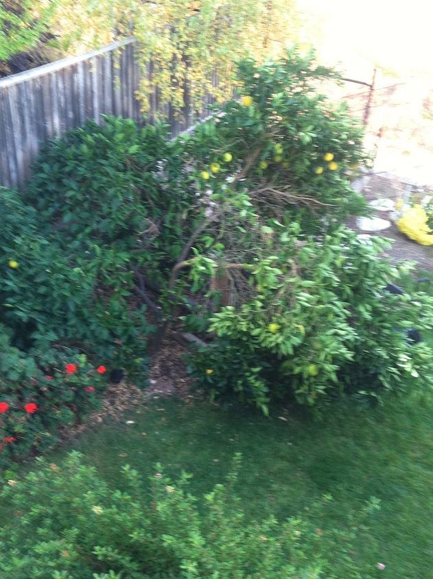 orange tree collapsed, gardening