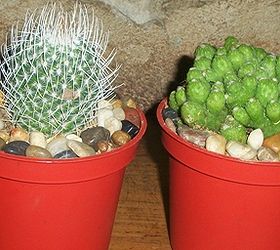 recycle used food cups and add river stones to make your cacti planters daintier, gardening