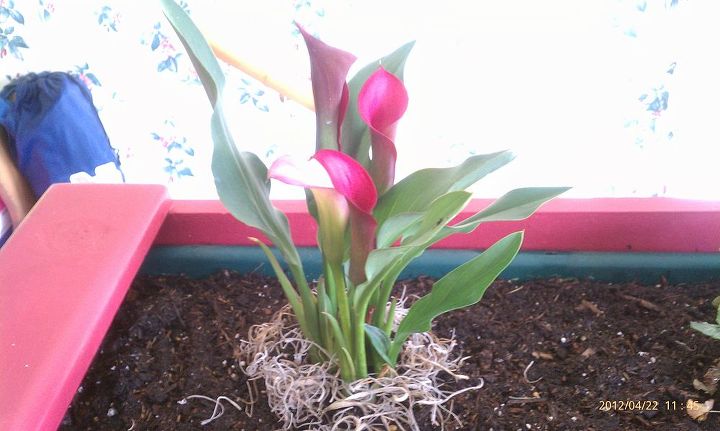 i redid this flower box thats built into the wall of back doorway but having, flowers, gardening, Pillow Talk Calla Lily on each end