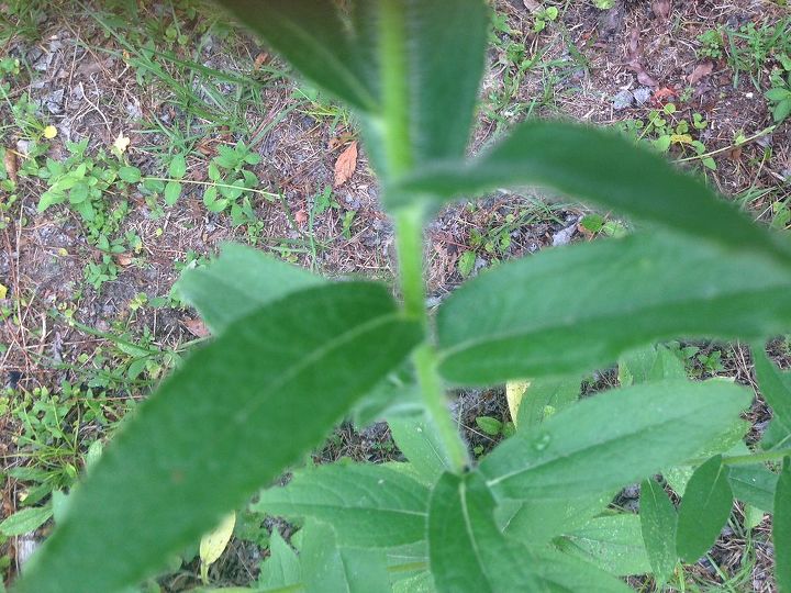 very pretty but what is it, flowers, gardening