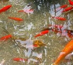 ponds water features, outdoor living, ponds water features, Our koi