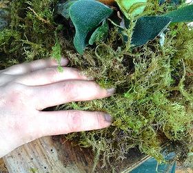 how to mount a staghorn fern, gardening, Press moss around mound