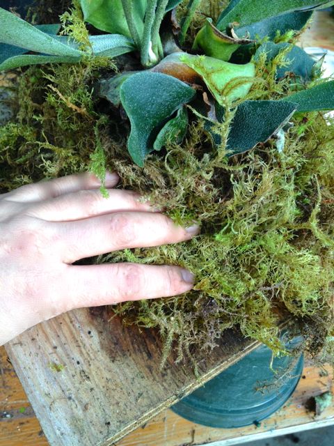 how to mount a staghorn fern, gardening, Press moss around mound