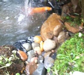 home sweet koi pond, gardening, outdoor living, ponds water features, The waterfall seems to be a fun spot