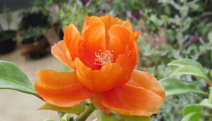 beautiful rose cactus, flowers, gardening