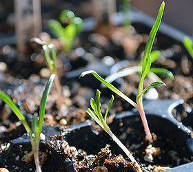 how to care for your seedlings four essential elements for healthy growth, gardening, Element 3 Water The overuse of water seems to be the biggest problem with first time indoor seed growers Their motto seems to be if a little is good than more must be better Unfortunately this is not the case