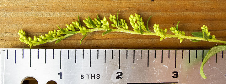 need to identify this plant goldenrod maybe, flowers, gardening, This is a close up of flower buds