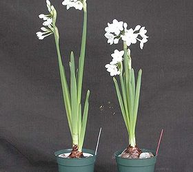 a tipsy tip for paperwhites that don t topple, gardening, On the left Ziva paperwhites growing in pebbles with water On the right Ziva grown in pebbles and a 5 percent solution of alcohol instead of water Photo via Cornell University