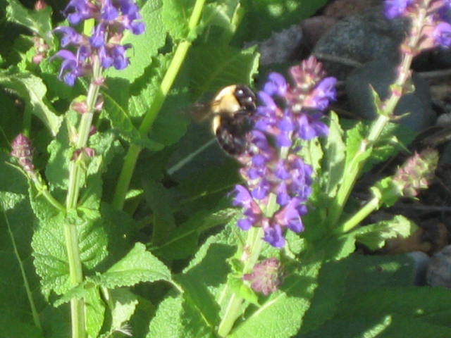 minnesota grown, gardening, landscape, Busy Bee