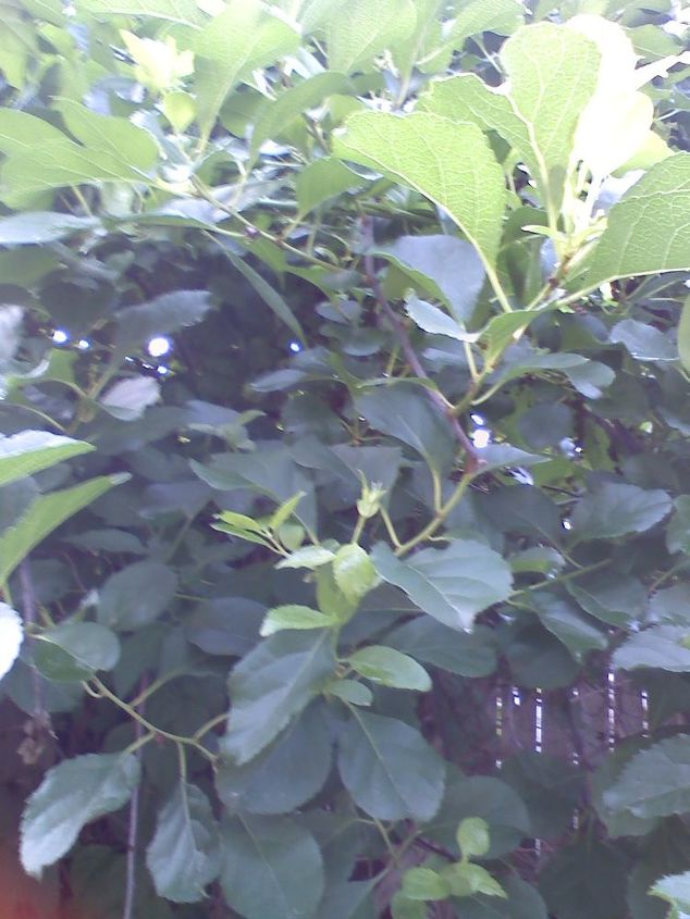 neighbors vines, gardening, landscape, We are actually replacing this section of fence and will be tearing this one down to the roots The harder section I couldn t get pics of