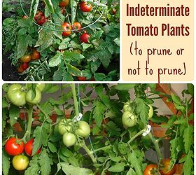 to prune or not to prune tomato plants, gardening