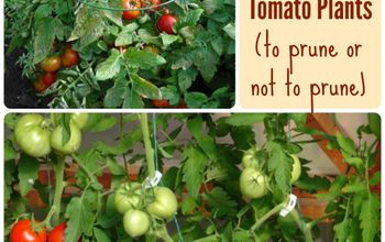 Podar o no podar las plantas de tomate