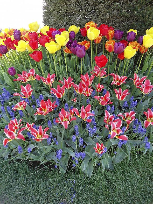 roozengaarde tulips, gardening, Muscari just makes this garden pop