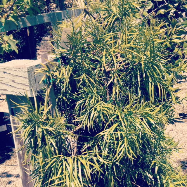 using podocarpus fern pine as a privacy screen, gardening, landscape, outdoor living