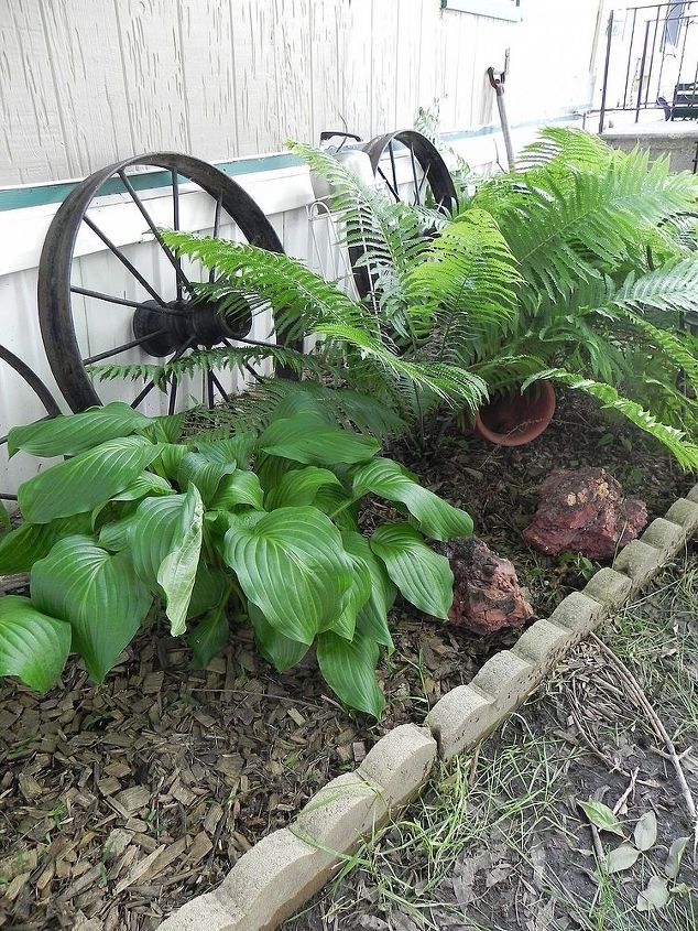 my gardentour, gardening, outdoor living, Ferns and Hostas along with wonderful wagon wheels a friend gave me