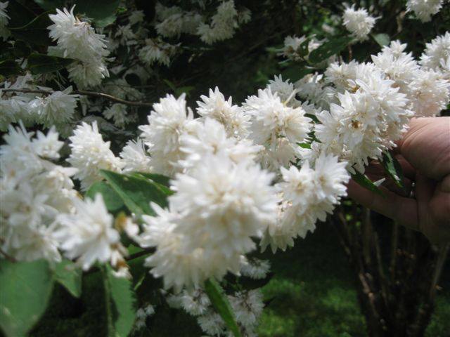 can anyone identify this tree or shrub, flowers, gardening, hydrangea