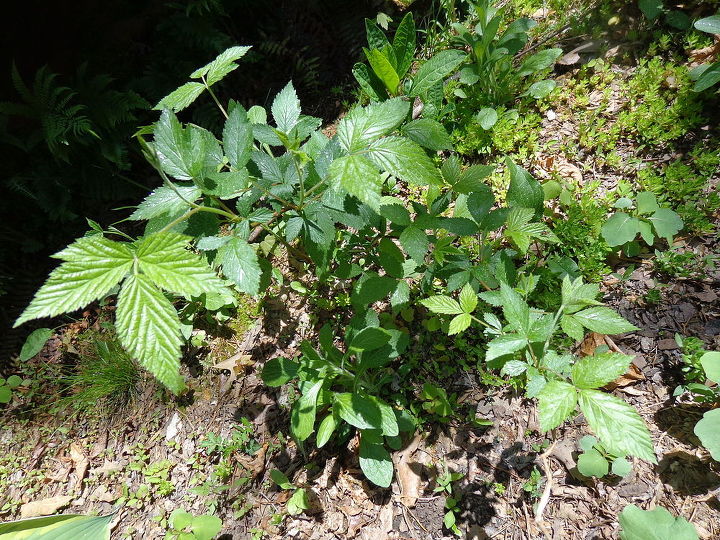 nome dessas plantas, Acho que isso hera venenosa