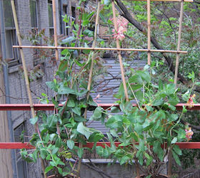 urban hedges part two bamboo trellis, flowers, gardening, outdoor living, pets animals, urban living, Beyond the trellis you can see the white aluminum siding in my neighbor s photo 10 garden Story re this image is